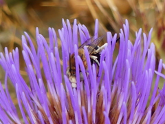 Amegilla quadrifasciata