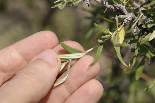 Wright's fendlerbush (Fendlera wrightii)