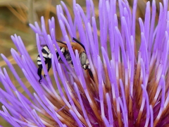 Amegilla quadrifasciata