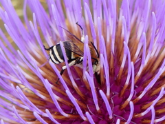 Amegilla quadrifasciata