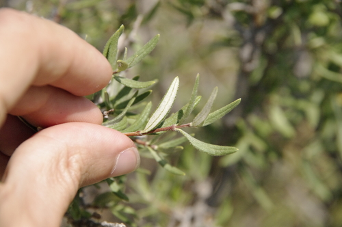 Image of Fendlera wrightii by (c) Eric Knight, some rights reserved (CC BY)