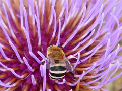 Amegilla quadrifasciata