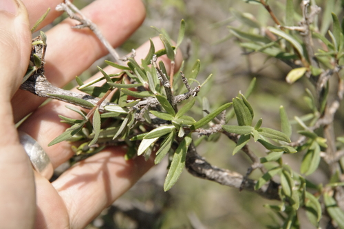 Image of Fendlera wrightii by (c) Eric Knight, some rights reserved (CC BY)