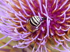 Amegilla quadrifasciata