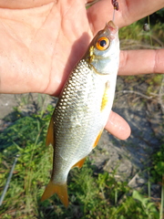 Rutilus lacustris