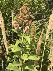 Spiraea × billardii