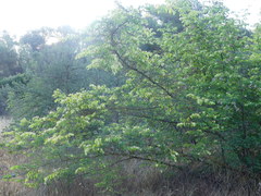 Paliurus spina-christi