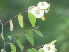 Paliurus spina-christi