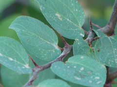 Paliurus spina-christi