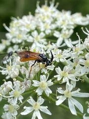 Arge melanochra