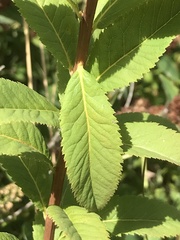 Spiraea × billardii