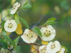 Paliurus spina-christi