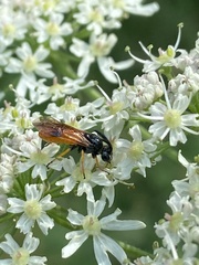 Arge melanochra