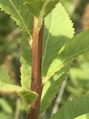 Spiraea × billardii