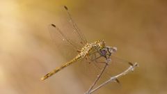 Sympetrum meridionale