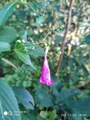 Strobilanthes hamiltoniana