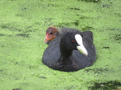 Fulica atra