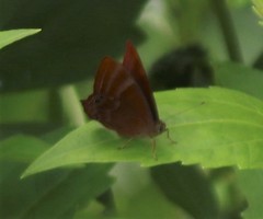 Abisara