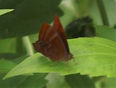 Abisara