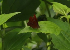 Abisara