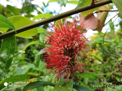 Combretum constrictum