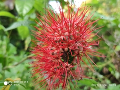Combretum constrictum