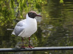 Chroicocephalus ridibundus