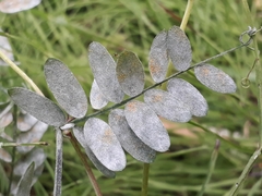 Erysiphe pisi