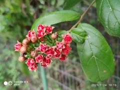 Combretum constrictum