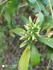 Combretum constrictum