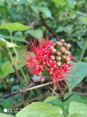 Combretum constrictum
