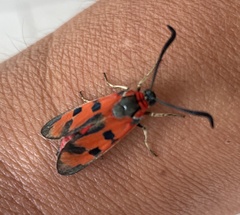Zygaena laeta