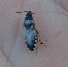 Heterogaster cathariae