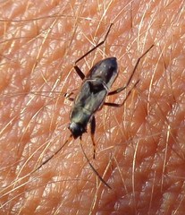 Rhyparochromus