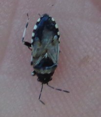 Heterogaster cathariae