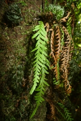 Notogrammitis heterophylla