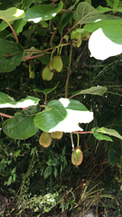 Actinidia chinensis
