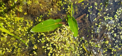 Image of Floating Arrowhead (Sagittaria natans) by no rights reserved