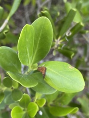 Erithalis fruticosa image