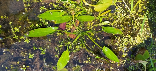 Image of Floating Arrowhead (Sagittaria natans) by no rights reserved