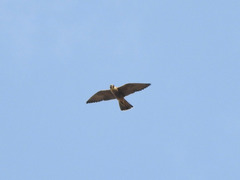 Falco peregrinus brookei