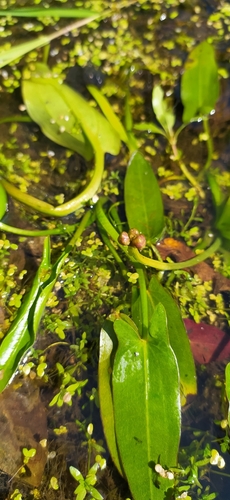 Image of Sagittaria natans by no rights reserved