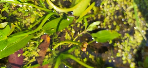 Image of Floating Arrowhead (Sagittaria natans) by no rights reserved