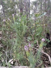 Comesperma virgatum