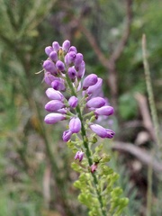 Comesperma virgatum