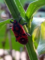Spilostethus pandurus