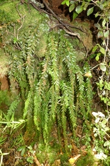 Tmesipteris tannensis