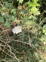 Achillea millefolium