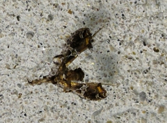 Lineodes triangulalis