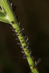 Uroleucon jaceae